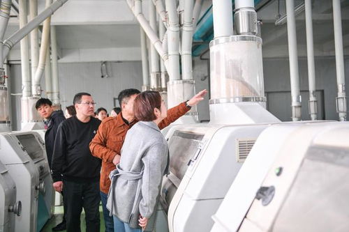 小麦精华糊粉层 滨州面粉厂里的高科技与学生专用粉的秘密